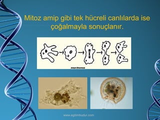 Mitoz amip gibi tek hücreli canlılarda ise çoğalmayla sonuçlanır. www.egitimbudur.com 