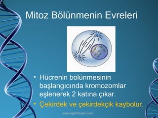 Mitoz Bölünmenin Evreleri Hücrenin bölünmesinin başlangıcında kromozomlar eşlenerek 2 katına çıkar. Çekirdek ve çekirdekçik kaybolur. www.egitimbudur.com 