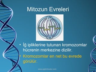 Mitozun Evreleri İğ ipliklerine tutunan kromozomlar hücrenin merkezine dizilir. Kromozomlar en net bu evrede görülür. www.egitimbudur.com 