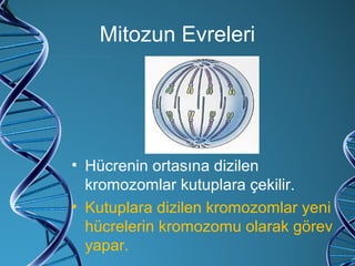 Mitozun Evreleri Hücrenin ortasına dizilen kromozomlar kutuplara çekilir. Kutuplara dizilen kromozomlar yeni hücrelerin kromozomu olarak görev yapar. 