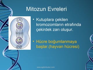 Mitozun Evreleri Kutuplara çekilen kromozomların etrafında çekirdek zarı oluşur. Hücre boğumlanmaya başlar.(hayvan hücresi) www.egitimbudur.com 