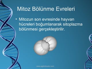 Mitoz Bölünme Evreleri Mitozun son evresinde hayvan hücreleri boğumlanarak sitoplazma bölünmesi gerçekleştirilir. www.egitimbudur.com 