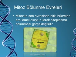 Mitoz Bölünme Evreleri Mitozun son evresinde bitki hücreleri ara lamel oluşturularak sitoplazma bölünmesi gerçekleştirilir. www.egitimbudur.com 