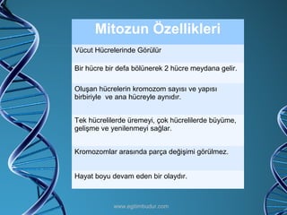 www.egitimbudur.com Mitozun Özellikleri Vücut Hücrelerinde Görülür Bir hücre bir defa bölünerek 2 hücre meydana gelir. Oluşan hücrelerin kromozom sayısı ve yapısı birbiriyle  ve ana hücreyle aynıdır. Tek hücrelilerde üremeyi, çok hücrelilerde büyüme, gelişme ve yenilenmeyi sağlar. Kromozomlar arasında parça değişimi görülmez. Hayat boyu devam eden bir olaydır. 