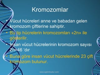 Kromozomlar Vücut hücreleri anne ve babadan gelen kromozom çiftlerine sahiptir. Bu tip hücrelerin kromozomları «2n» ile gösterilir. İnsan vücut hücrelerinin kromozom sayısı   2n=46 ‘dır Buna göre insan vücut hücrelerinde 23 çift kromozom bulunur. www.egitimbudur.com 