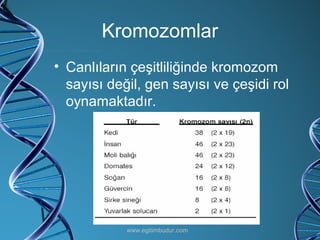 Kromozomlar Canlıların çeşitliliğinde kromozom sayısı değil, gen sayısı ve çeşidi rol oynamaktadır. www.egitimbudur.com 