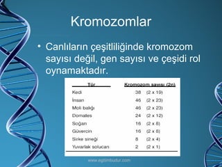 Kromozomlar <ul><li>Canlıların çeşitliliğinde kromozom sayısı değil, gen sayısı ve çeşidi rol oynamaktadır. </li></ul>www....