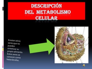 Descripción  del  metabolismo    celular Existen otros seres que no pueden sintetizar su propio alimento. Estos seres se conocen como heterótrofos.  