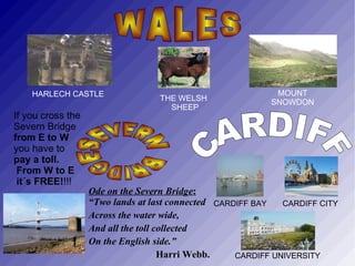 The Floral Emblem of  Northern Ireland THE Shamrock. 