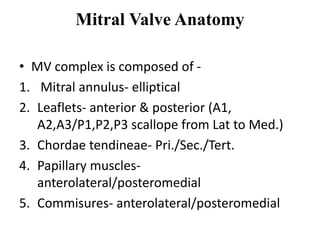 Mitral Valve Anatomy
• MV complex is composed of -
1. Mitral annulus- elliptical
2. Leaflets- anterior & posterior (A1,
A2,A3/P1,P2,P3 scallope from Lat to Med.)
3. Chordae tendineae- Pri./Sec./Tert.
4. Papillary muscles-
anterolateral/posteromedial
5. Commisures- anterolateral/posteromedial
 
