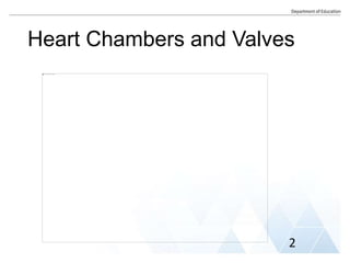 Heart Chambers and Valves
2
 