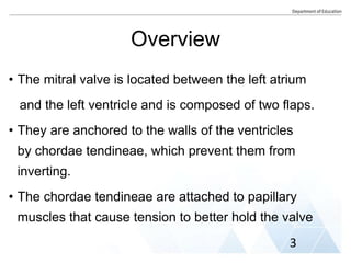 Overview
• The mitral valve is located between the left atrium
and the left ventricle and is composed of two flaps.
• They are anchored to the walls of the ventricles
by chordae tendineae, which prevent them from
inverting.
• The chordae tendineae are attached to papillary
muscles that cause tension to better hold the valve
3
 