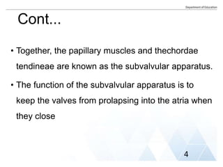 Cont...
• Together, the papillary muscles and thechordae
tendineae are known as the subvalvular apparatus.
• The function of the subvalvular apparatus is to
keep the valves from prolapsing into the atria when
they close
4
 