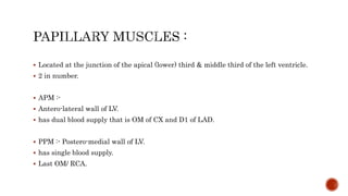  Located at the junction of the apical (lower) third & middle third of the left ventricle.
 2 in number.
 APM :-
 Antero-lateral wall of LV.
 has dual blood supply that is OM of CX and D1 of LAD.
 PPM :- Postero-medial wall of LV.
 has single blood supply.
 Last OM/ RCA.
 