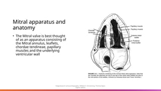 Mitral apparatus and
anatomy
• The Mitral valve is best thought
of as an apparatus consisting of
the Mitral annulus, leaflets,
chordae tendineae, papillary
muscles and the underlying
ventricular wall
Feigenbaum’s echocardiography / William F. Armstrong, Thomas Ryan.
Eighth edition
 