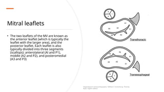 Mitral leaflets
• The two leaflets of the MV are known as
the anterior leaflet (which is typically the
leaflet with the larger area), and the
posterior leaflet. Each leaflet is also
typically divided into three segments
(scallops): anterolateral (Al and P1),
middle (A2 and P2), and posteromedial
(A3 and P3)
Feigenbaum’s echocardiography / William F. Armstrong, Thomas
Ryan. Eighth edition
 