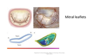 Mitral leaflets
Feigenbaum’s echocardiography / William F. Armstrong, Thomas Ryan.
Eighth edition
 