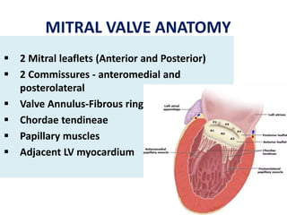 MITRAL VALVE ANATOMY
 2 Mitral leaflets (Anterior and Posterior)
 2 Commissures - anteromedial and
posterolateral
 Valve Annulus-Fibrous ring
 Chordae tendineae
 Papillary muscles
 Adjacent LV myocardium
 