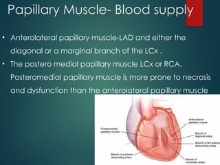 Papillary Dysfunction Mitral Stenosis- Pathophysiology, diagnosis and management | PPTX