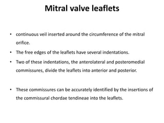 Mitral valve leaflets
• continuous veil inserted around the circumference of the mitral
orifice.
• The free edges of the leaflets have several indentations.
• Two of these indentations, the anterolateral and posteromedial
commissures, divide the leaflets into anterior and posterior.
• These commissures can be accurately identified by the insertions of
the commissural chordae tendineae into the leaflets.
 