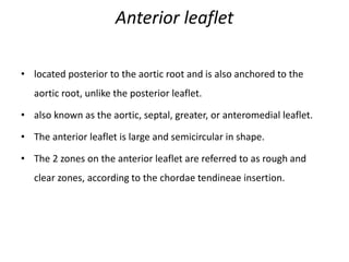 Anterior leaflet
• located posterior to the aortic root and is also anchored to the
aortic root, unlike the posterior leaflet.
• also known as the aortic, septal, greater, or anteromedial leaflet.
• The anterior leaflet is large and semicircular in shape.
• The 2 zones on the anterior leaflet are referred to as rough and
clear zones, according to the chordae tendineae insertion.
 