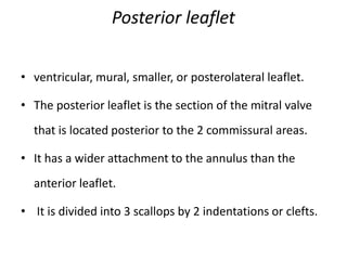 Posterior leaflet
• ventricular, mural, smaller, or posterolateral leaflet.
• The posterior leaflet is the section of the mitral valve
that is located posterior to the 2 commissural areas.
• It has a wider attachment to the annulus than the
anterior leaflet.
• It is divided into 3 scallops by 2 indentations or clefts.
 
