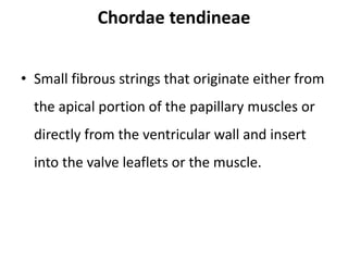 Chordae tendineae
• Small fibrous strings that originate either from
the apical portion of the papillary muscles or
directly from the ventricular wall and insert
into the valve leaflets or the muscle.
 