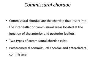 Commissural chordae
• Commissural chordae are the chordae that insert into
the interleaflet or commissural areas located at the
junction of the anterior and posterior leaflets.
• Two types of commissural chordae exist.
• Posteromedial commissural chordae and anterolateral
commissural
 