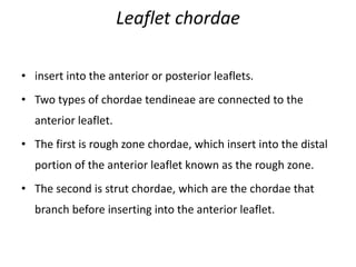 Leaflet chordae
• insert into the anterior or posterior leaflets.
• Two types of chordae tendineae are connected to the
anterior leaflet.
• The first is rough zone chordae, which insert into the distal
portion of the anterior leaflet known as the rough zone.
• The second is strut chordae, which are the chordae that
branch before inserting into the anterior leaflet.
 