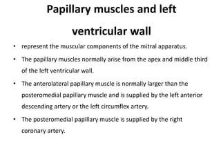 Papillary muscles and left
ventricular wall
• represent the muscular components of the mitral apparatus.
• The papillary muscles normally arise from the apex and middle third
of the left ventricular wall.
• The anterolateral papillary muscle is normally larger than the
posteromedial papillary muscle and is supplied by the left anterior
descending artery or the left circumflex artery.
• The posteromedial papillary muscle is supplied by the right
coronary artery.
 