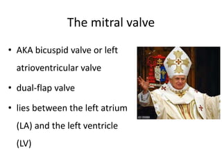 The mitral valve
• AKA bicuspid valve or left
atrioventricular valve
• dual-flap valve
• lies between the left atrium
(LA) and the left ventricle
(LV)
 