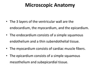 Microscopic Anatomy
• The 3 layers of the ventricular wall are the
endocardium, the myocardium, and the epicardium.
• The endocardium consists of a simple squamous
endothelium and a thin subendothelial tissue.
• The myocardium consists of cardiac muscle fibers.
• The epicardium consists of a simple squamous
mesothelium and subepicardial tissue.
 