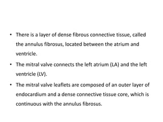 • There is a layer of dense fibrous connective tissue, called
the annulus fibrosus, located between the atrium and
ventricle.
• The mitral valve connects the left atrium (LA) and the left
ventricle (LV).
• The mitral valve leaflets are composed of an outer layer of
endocardium and a dense connective tissue core, which is
continuous with the annulus fibrosus.
 