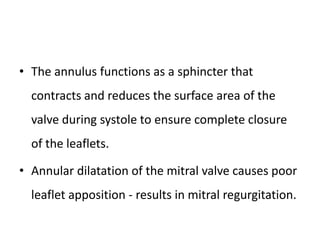 • The annulus functions as a sphincter that
contracts and reduces the surface area of the
valve during systole to ensure complete closure
of the leaflets.
• Annular dilatation of the mitral valve causes poor
leaflet apposition - results in mitral regurgitation.
 