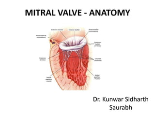 MITRAL VALVE - ANATOMY
Dr. Kunwar Sidharth
Saurabh
 