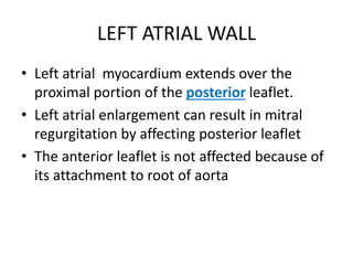 LEFT ATRIAL WALL
• Left atrial myocardium extends over the
proximal portion of the posterior leaflet.
• Left atrial enlargement can result in mitral
regurgitation by affecting posterior leaflet
• The anterior leaflet is not affected because of
its attachment to root of aorta
 