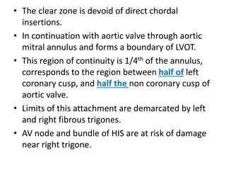 • The clear zone is devoid of direct chordal
insertions.
• In continuation with aortic valve through aortic
mitral annulus and forms a boundary of LVOT.
• This region of continuity is 1/4th of the annulus,
corresponds to the region between half of left
coronary cusp, and half the non coronary cusp of
aortic valve.
• Limits of this attachment are demarcated by left
and right fibrous trigones.
• AV node and bundle of HIS are at risk of damage
near right trigone.
 