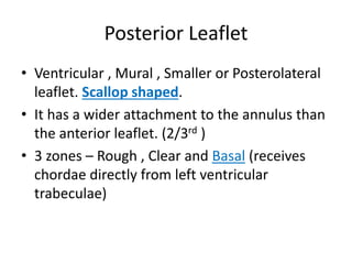 Posterior Leaflet
• Ventricular , Mural , Smaller or Posterolateral
leaflet. Scallop shaped.
• It has a wider attachment to the annulus than
the anterior leaflet. (2/3rd )
• 3 zones – Rough , Clear and Basal (receives
chordae directly from left ventricular
trabeculae)
 