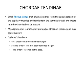 CHORDAE TENDINAE
• Small fibrous strings that originate either from the apical portion of
the papillary muscles or directly from the ventricular wall and insert
into the valve leaflets or muscle.
• Misalignment of leaflets, may put undue stress on chordae and may
cause rupture.
• Order of chordae –
– First order – inserted into free margin
– Second order – few mm back from free margin
– Third order – inserted at the base.
 