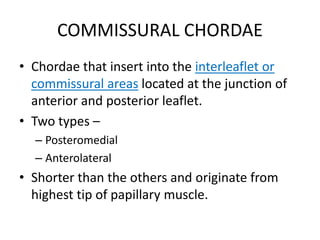 COMMISSURAL CHORDAE
• Chordae that insert into the interleaflet or
commissural areas located at the junction of
anterior and posterior leaflet.
• Two types –
– Posteromedial
– Anterolateral
• Shorter than the others and originate from
highest tip of papillary muscle.
 