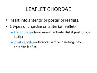 LEAFLET CHORDAE
• Insert into anterior or posterior leaflets.
• 2 types of chordae on anterior leaflet-
– Rough zone chordae – insert into distal portion on
leaflet
– Strut chordae – branch before inserting into
anterior leaflet
 