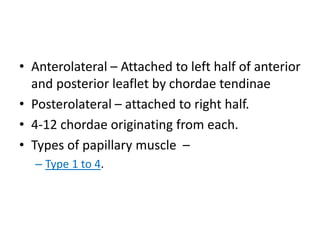 • Anterolateral – Attached to left half of anterior
and posterior leaflet by chordae tendinae
• Posterolateral – attached to right half.
• 4-12 chordae originating from each.
• Types of papillary muscle –
– Type 1 to 4.
 