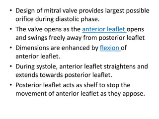 • Design of mitral valve provides largest possible
orifice during diastolic phase.
• The valve opens as the anterior leaflet opens
and swings freely away from posterior leaflet
• Dimensions are enhanced by flexion of
anterior leaflet.
• During systole, anterior leaflet straightens and
extends towards posterior leaflet.
• Posterior leaflet acts as shelf to stop the
movement of anterior leaflet as they appose.
 