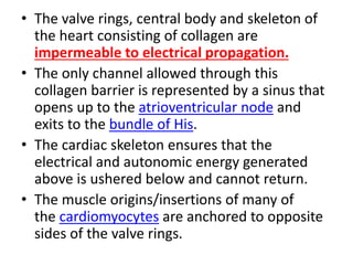 • The valve rings, central body and skeleton of
the heart consisting of collagen are
impermeable to electrical propagation.
• The only channel allowed through this
collagen barrier is represented by a sinus that
opens up to the atrioventricular node and
exits to the bundle of His.
• The cardiac skeleton ensures that the
electrical and autonomic energy generated
above is ushered below and cannot return.
• The muscle origins/insertions of many of
the cardiomyocytes are anchored to opposite
sides of the valve rings.
 