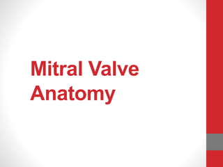Mitral Valve
Anatomy
 