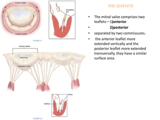 THE LEAFLETS
• The mitral valve comprises two
leaflets—1)anterior
• 2)posterior
• separated by two commissures.
• the anterior leaflet more
extended vertically and the
posterior leaflet more extended
transversally, they have a similar
surface area.
 