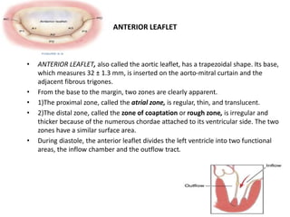ANTERIOR LEAFLET
• ANTERIOR LEAFLET, also called the aortic leaflet, has a trapezoidal shape. Its base,
which measures 32 ± 1.3 mm, is inserted on the aorto-mitral curtain and the
adjacent fibrous trigones.
• From the base to the margin, two zones are clearly apparent.
• 1)The proximal zone, called the atrial zone, is regular, thin, and translucent.
• 2)The distal zone, called the zone of coaptation or rough zone, is irregular and
thicker because of the numerous chordae attached to its ventricular side. The two
zones have a similar surface area.
• During diastole, the anterior leaflet divides the left ventricle into two functional
areas, the inflow chamber and the outflow tract.
 
