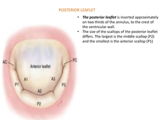 POSTERIOR LEAFLET
• The posterior leaflet is inserted approximately
on two thirds of the annulus, to the crest of
the ventricular wall.
• The size of the scallops of the posterior leaflet
differs. The largest is the middle scallop (P2)
and the smallest is the anterior scallop (P1)
 