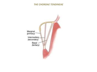 THE CHORDAE TENDINEAE
 