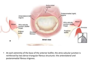 • At each extremity of the base of the anterior leaflet, the atrio-valvular junction is
reinforced by two dense triangular fibrous structures: the anterolateral and
posteromedial fibrous trigones.
 